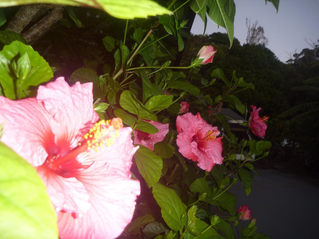 Pohutukawa Coast Bnb Te Puru Εξωτερικό φωτογραφία